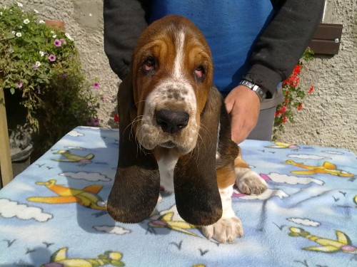 BASSETHOUND - tricolorní štěňátka s PP k ODBĚRU...