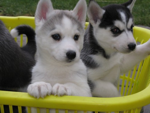 Sibiřský husky-