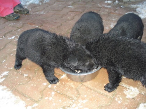 Prod�m �t��ata n�meck�ho ov��ka