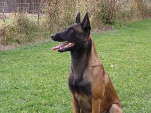 Belgický ovlčák-malinois s PP