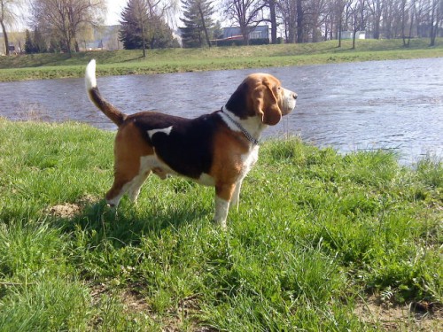Nab�z�m beagla na p�ipu�t�n�