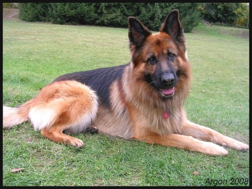 Nab�z�m N�meck�ho ov��ka ke kryt�