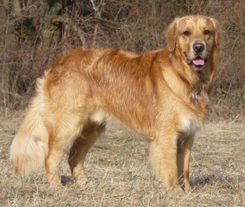 Nab�z�me psa ke kryt�