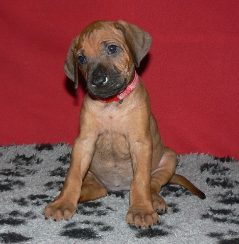 Rhodéský ridgeback štěňátka s PP