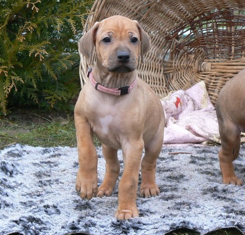 Rhodéský ridgeback štěňata s PP