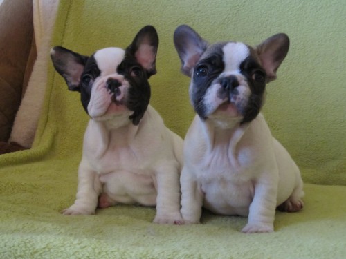 francouzsk buldoek &Napoleon, Nicolas