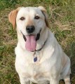 Hled� se b�l� fenka Labradorsk�ho retr�vra B�ra !