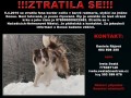 ZTRATILA SE FENKA BORDER KOLIE