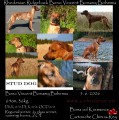 rhodéský ridgeback ke krytí