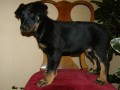 Beauceron-Berger de Beauce-Francouzský ovčák