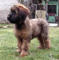 Briard - plavý pejsek