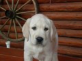 prodám štěnátka labradora