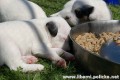 Parson a Jack Russell teriér