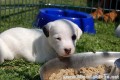 Parson a Jack Russell teriér a rhodéský ridgeback