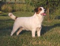 Jack Russell Terrier - import Holandia - kryti