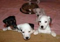 Jack Russell teriér