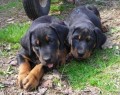  BEAUCERON - Francouzský ovčák
