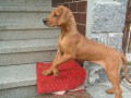 Štěňata rhodéského ridgebacka s PP