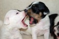 Jack Russell teriér a Chesapeake bay retriever