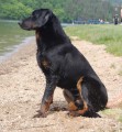 Beauceron - ovčák z Francie