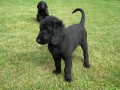 FLAT COATED RETRIEVER - prodej štěňat s PP