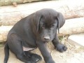 Štěňátka labradorského retrievera s PP