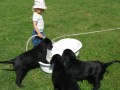 FLAT COATED RETRIEVER - prodej štěňat s PP