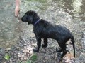 FLAT COATED RETRIEVER - prodej štěňat s PP