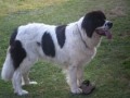 Landseer štěňátka !!
