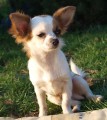 Chihuahua - čivava