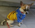 Chihuahua - čivava