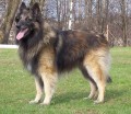 KRYTÍ BO TERVUEREN
