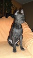 Thajsk Ridgeback - posledn ttko (fenka)