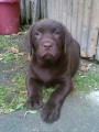 Zadáváme hnědá a černá štěňátka labradorského retrievera