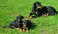 BEAUCERON - FRANCOUZSKÝ OVČÁK