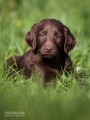 Flat coated retriever s PP - hnědý pejsek!