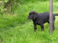 Štěňátka labradorského retrievera s PP