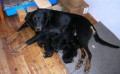BEAUCERON - FRANCOUZSKÝ OVČÁK