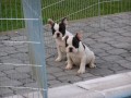 francouzský buldoček