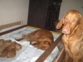 Maďarský ohař Vizsla štěňátka