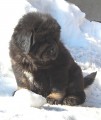Tibetská doga