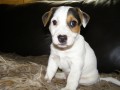 JACK RUSSELL TERIER pejsek