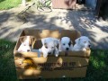 Prod�m �t��ata jack russel teriera