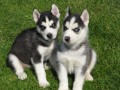 Sibiřský husky-