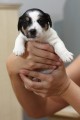 Prod�m �t��ata jack russell terriera s PP
