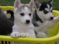 Sibiřský husky-