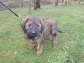 Briard - plav i ern ttka