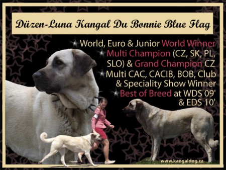 Multi CH. Düzen - Luna Kangal du Bonnie Blue Flag