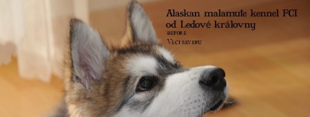 od Ledové královny dříve Vlci severu