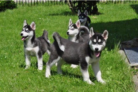 Modré oči Sibiřský husky 